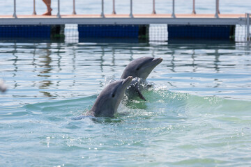 Delfin w oceanie Atlantyckim, zwierzę morskie, ssak wodny, ciepłe morze, tropikalny klimat, tapeta © anettastar