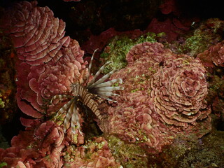 red peyssonnelia underwater with a lionfish mediterranean scenery