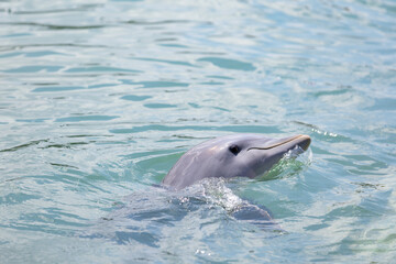 Delfin w oceanie Atlantyckim, zwierzę morskie, ssak wodny, ciepłe morze, tropikalny klimat, tapeta © anettastar