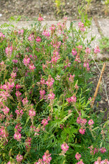 Common sainfoin or Onobrychis Viciifolia plant in Saint Gallen in Switzerland