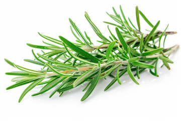Fototapeta premium close up horizontal detailed image of rosemary twig over a white neutral background
