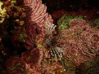 red peyssonnelia underwater with a lionfish mediterranean scenery