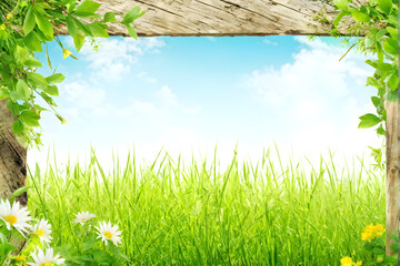 Obraz premium Summer background with old wooden plank, grass and green leaves