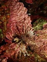 red peyssonnelia underwater with a lionfish mediterranean scenery