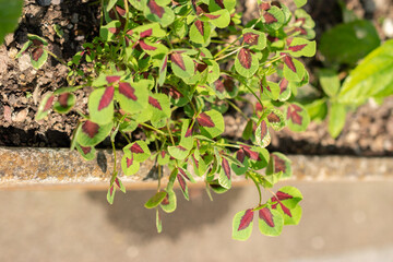 Medicago Intertexta plant in Saint Gallen in Switzerland