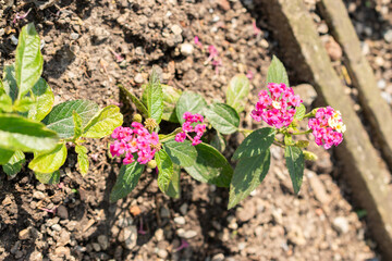 Lantana Camara plant in Saint Gallen in Switzerland