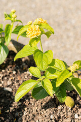 Lantana Camara plant in Saint Gallen in Switzerland