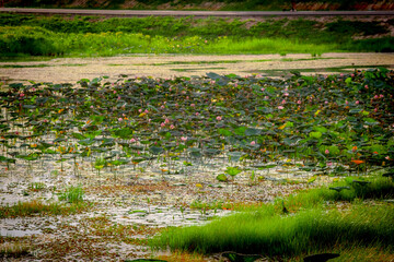 lotus  in the swamp with green leaf.