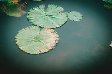 lotus  in the swamp with green leaf.