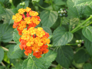 orange flowers in the garden, orange lantana flowers