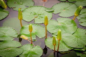 lotus  in the swamp with green leaf.
