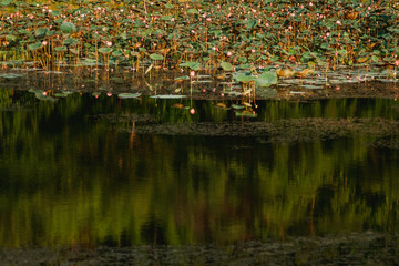 lotus  in the swamp with green leaf.