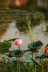lotus  in the swamp with green leaf.