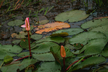 lotus  in the swamp with green leaf.