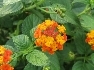 orange flowers in the garden, orange lantana flowers