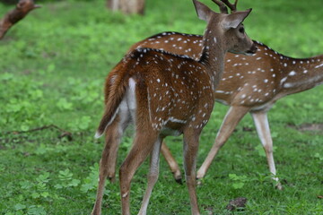 deer in the grass