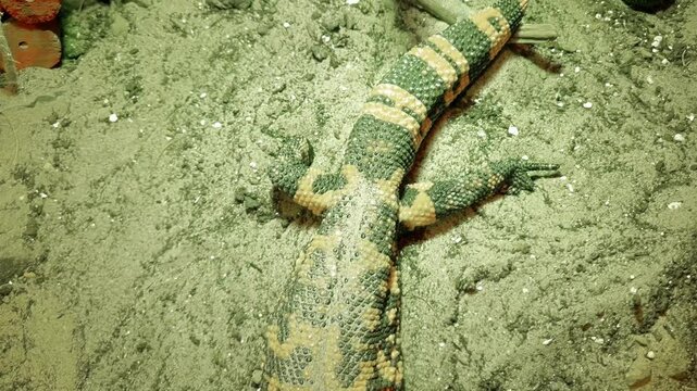 Gila monster, its scientific name is Heloderma suspectum suspectum