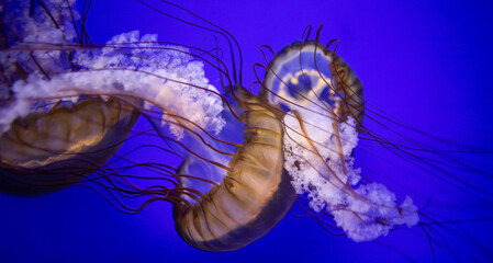 West Coast sea nettle. Jellyfish Chrysaora fuscescens. Medusa. Predatory animal. Sea wasp