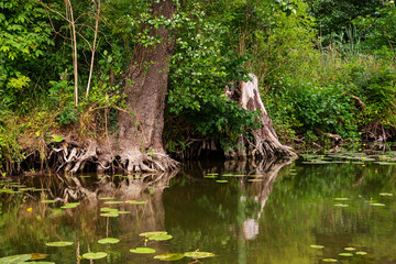 Green setting with a calm river with lush vegetation and trees with exposed roots. Water lily leaves float in the water. The setting is densely planted with calamus and other aquatic vegetation
