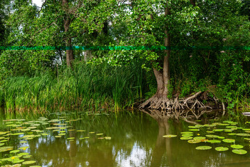 Green setting with a calm river with lush vegetation and trees with exposed roots. Water lily leaves float in the water. The setting is densely planted with calamus and other aquatic vegetation