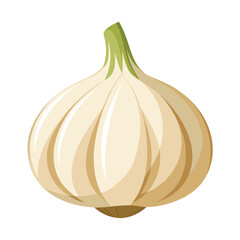 Illustration of garlic Isolated on white