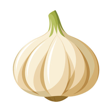 Illustration of garlic Isolated on white