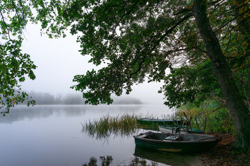 Landscape with a small boat anchored by a large deciduous tree, standing over the calm surface of a lake in the middle of a forest during a foggy morning