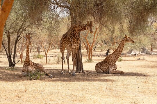 Three giraffes rest under the tree in Bandia Refuge Reserve in Senegal, Africa

