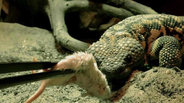 Gila monster, its scientific name is Heloderma suspectum suspectum