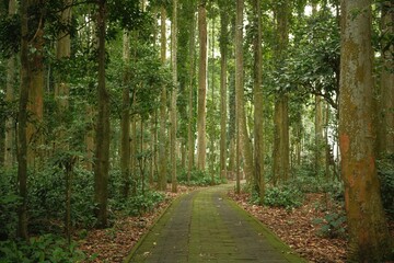 A mossy footpath in the middle of a tropical forest with leaves falling