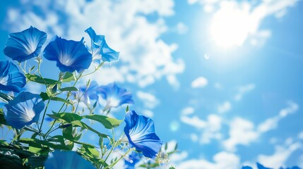 朝顔と青空の背景素材01