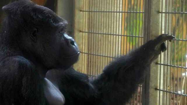 Captive Sadness: Gorilla Looking Through Bars
