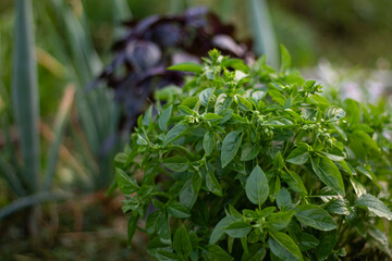 Fresh organic purple and green basil leaves against a greenery background. Close-up of a basil plantation.