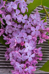 Flieder (Syringa), Fliederblüte, Tischdekoration, Lila