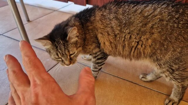 cat caught the mouse and now everyone wants to thank her by stroking and petting her on the lap. the lawn lies and the terrace yellow tiles