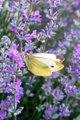 Lavender closeup  with a beautiful butterfly.Macro of blooming violet lavender flowers. Summer concept, selective focus