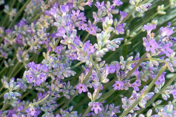 Lavender closeup. Composition of nature.Macro of blooming violet lavender flowers. Summer concept, selective focus