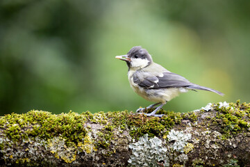 Great Tit (Parus major) standing on a mossy woodland log in Summer with a sunflower seed heart in its beak.