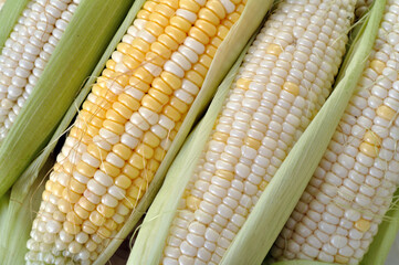  close-up of freshly harvested cleaned organic young sweet corn 