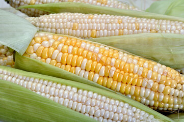  close-up of freshly harvested cleaned organic young sweet corn 