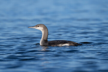 arctic loon, black-throated diver in the water, Gavia arctica