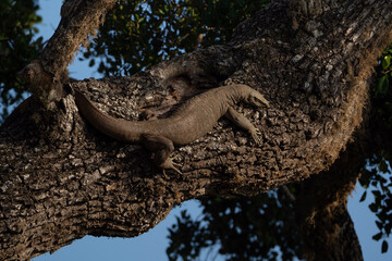 Bengal monitor in Yala National Park, Varanus bengalensis in Sri Lanka