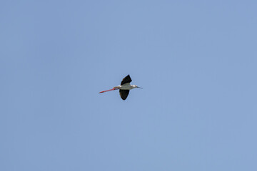 Black-winged stilt in flight, Himantopus himantopus