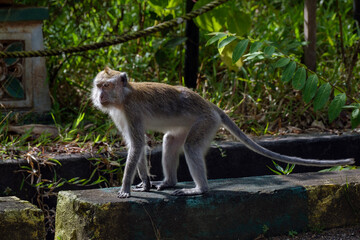 long-tailed macaque in Malaysia, a monkey in park