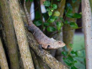 Oriental garden lizard in natural habitat, Sri Lanka