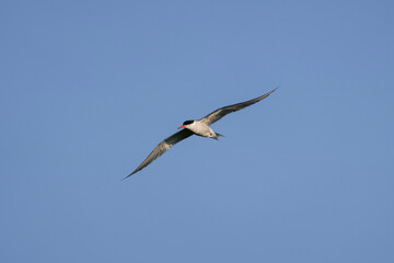 Obraz premium tern in flight, flying bird, Sterna hirundo