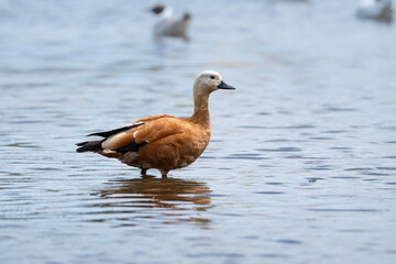 Ruddy Shelduck stands in the water, Tadorna ferruginea