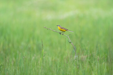 Western yellow wagtail, Motacilla flava