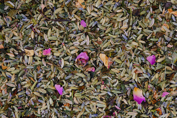 Overhead view of dried tea herbs (lavender blossoms, fennel seeds, peppermint leaves, melissa...