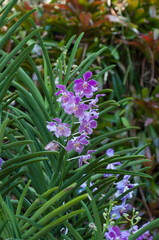Pink Vanda orchid. Ideal for various purposes such as botanical illustrations, nature-themed designs, floral backgrounds, or decorative prints.
